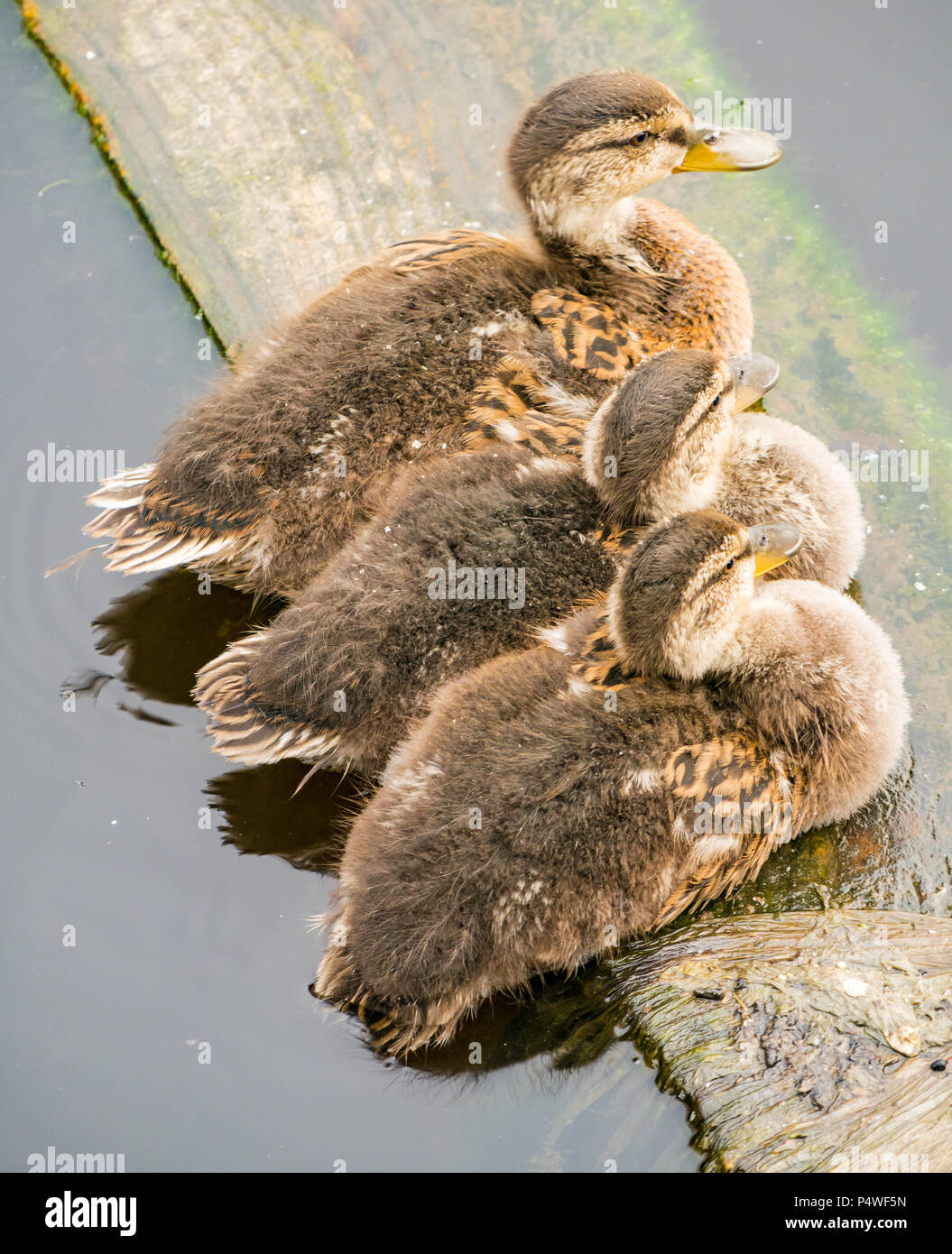Chiusura del trio di Mallard anatroccoli, Anas platyrynchos, appoggiato sulla tavola di legno nel fiume, acqua di Leith, Edimburgo. La Scozia, Regno Unito Foto Stock