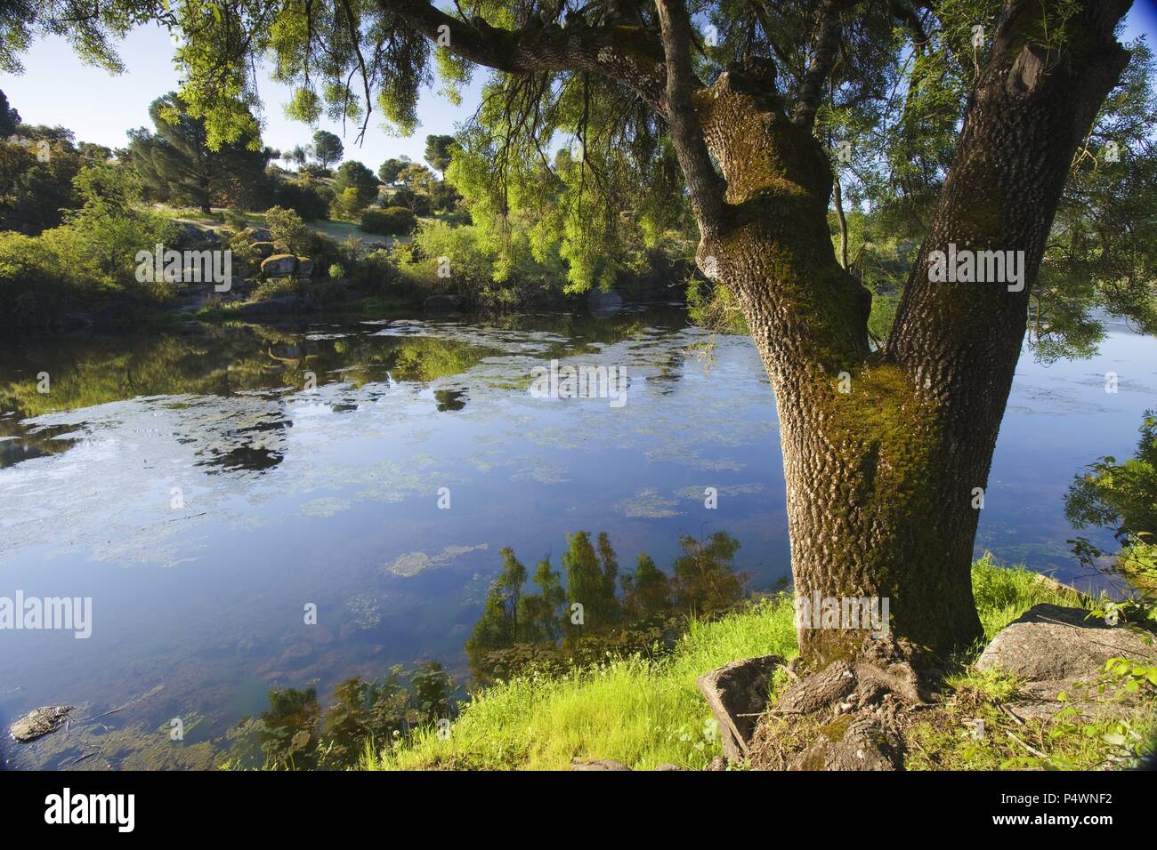 Fiume Jandula. Sierra de Andujar parco naturale. Jaen. Andalusia. Spagna. Foto Stock