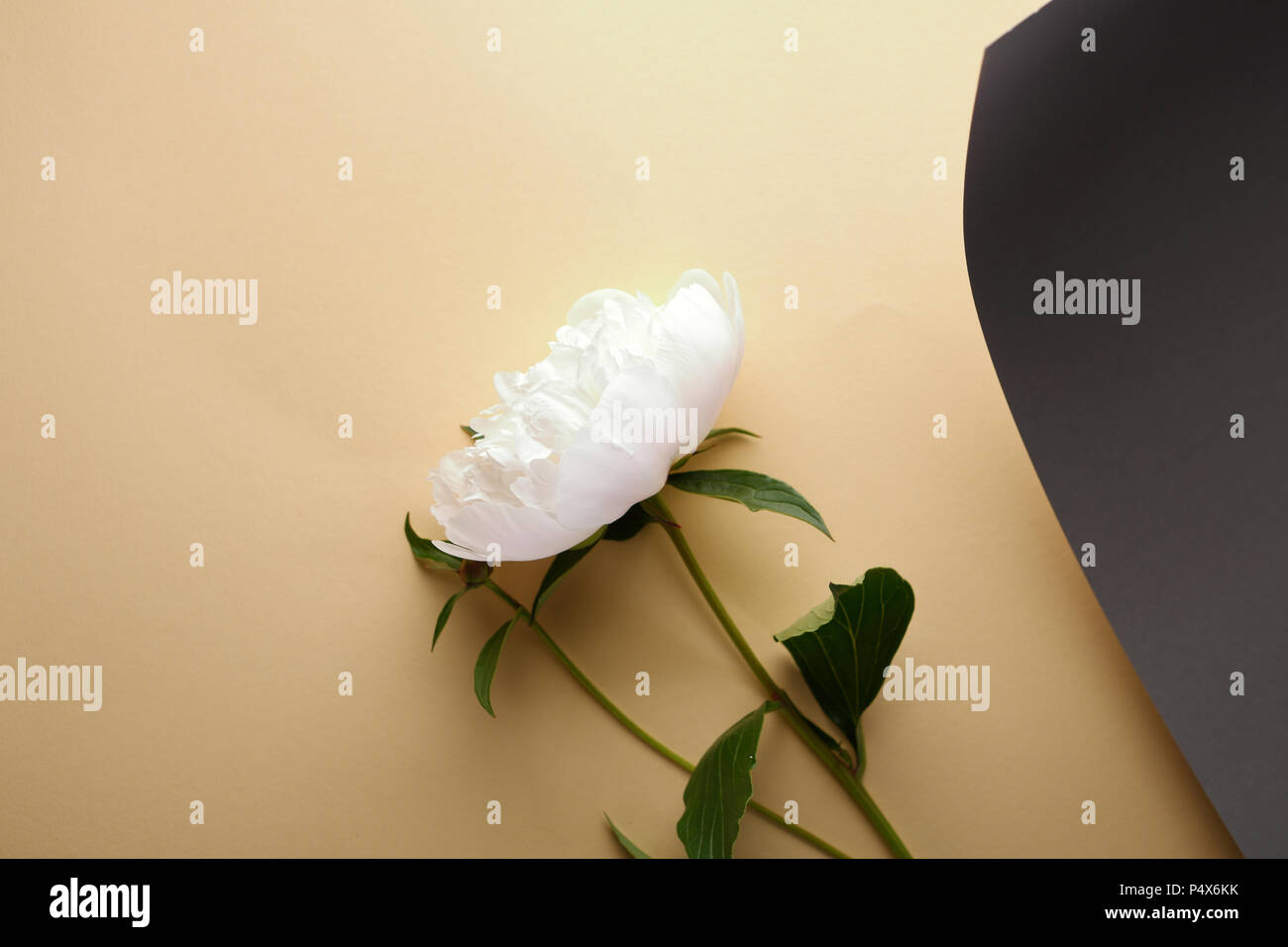 White peonia concetto del fiore Foto Stock