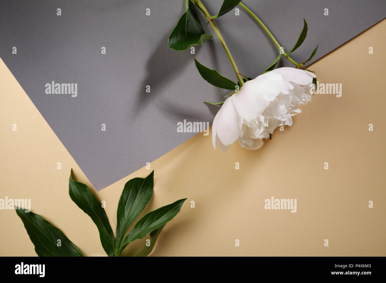 Bianco fiore peonia Foto Stock