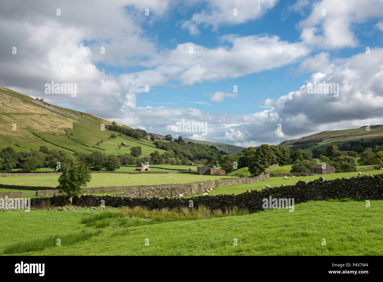 Campagna idilliaca vicino Muker in Swaledale, North Yorkshire, Inghilterra. Un bel giorno di settembre. Foto Stock