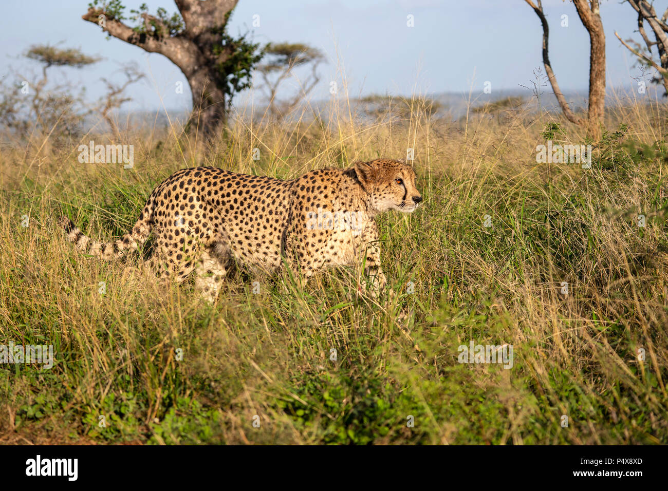 Ghepardo Acinonyx jubatus camminare furtivamente attraverso erba lunga in Africa la boccola Foto Stock