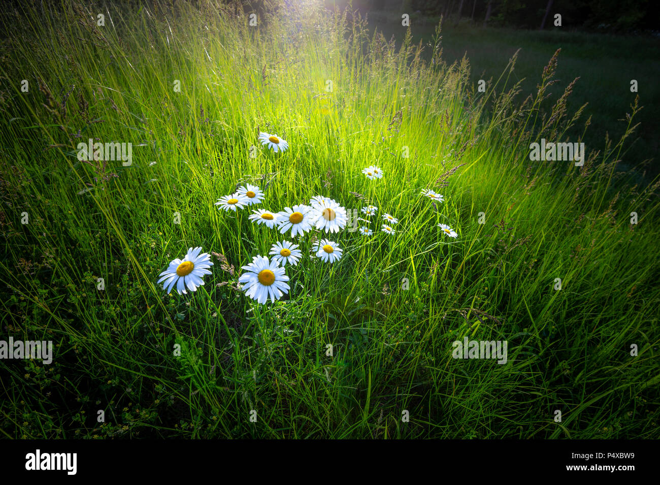 Sunbeam illuminare un mazzo di fiori selvatici margherite nel campo al tramonto Foto Stock
