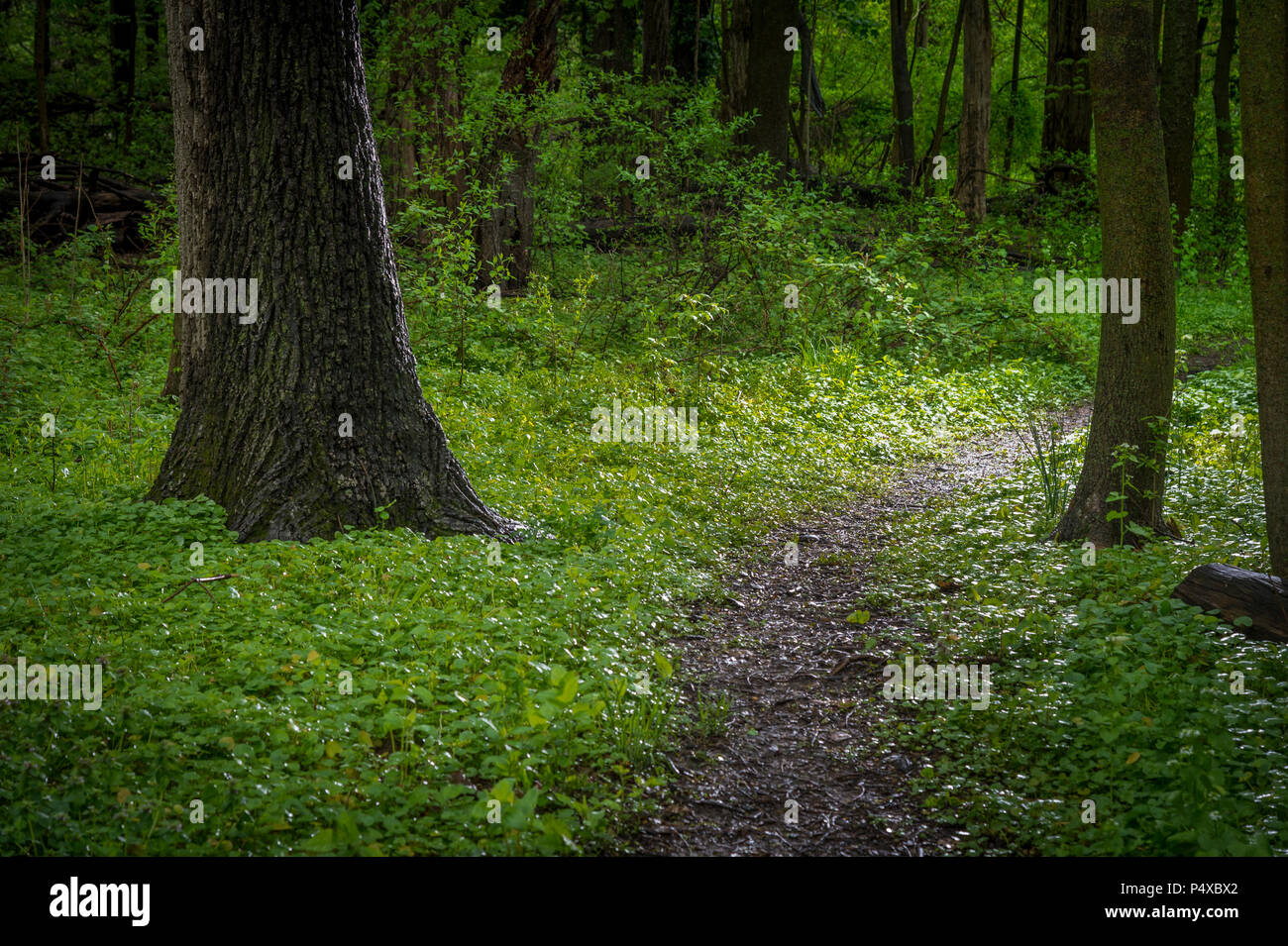 Percorso a piedi attraverso la foresta boscose dopo una leggera pioggia Foto Stock