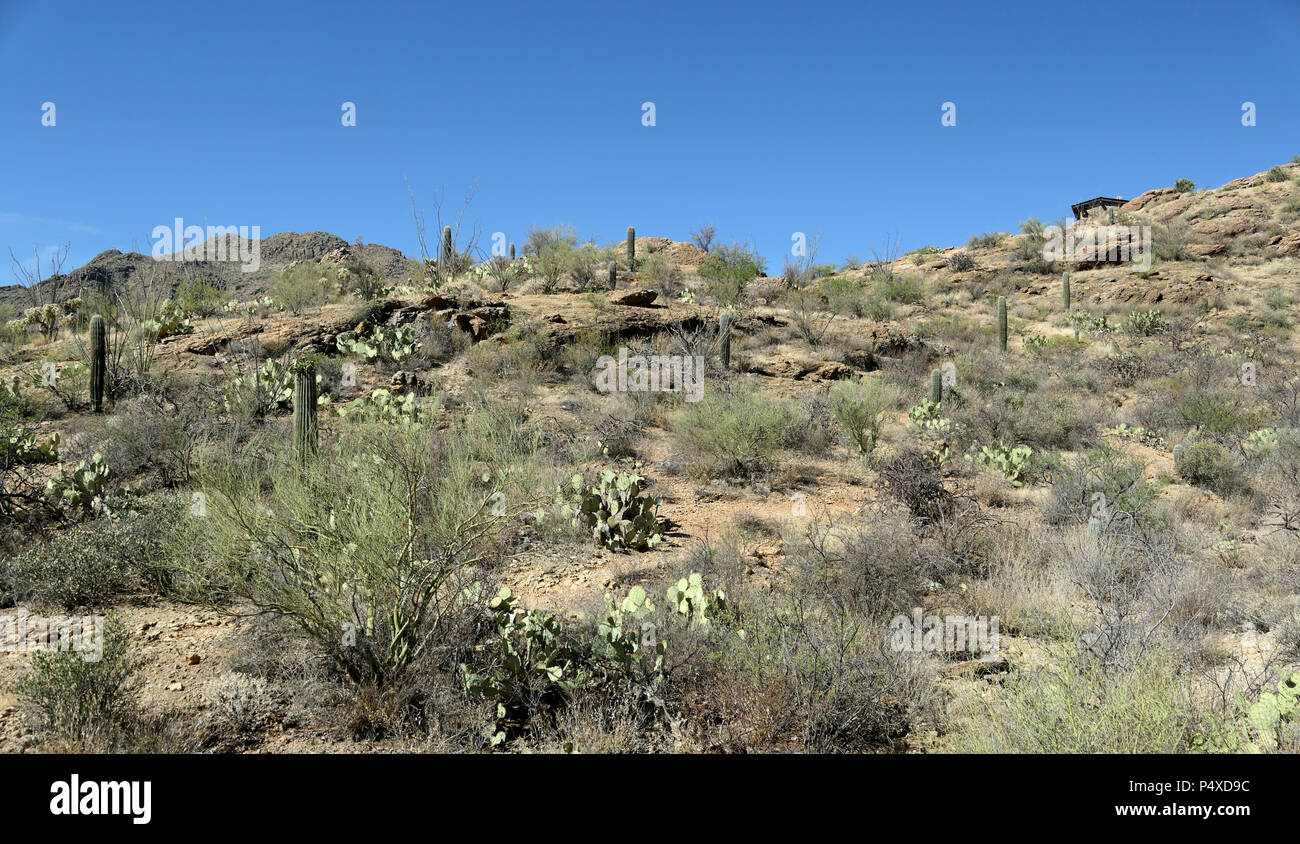 Cactus Saguaro e formazioni rocciose in Arizona Deserto Sonoran ad ovest di Tucson Foto Stock