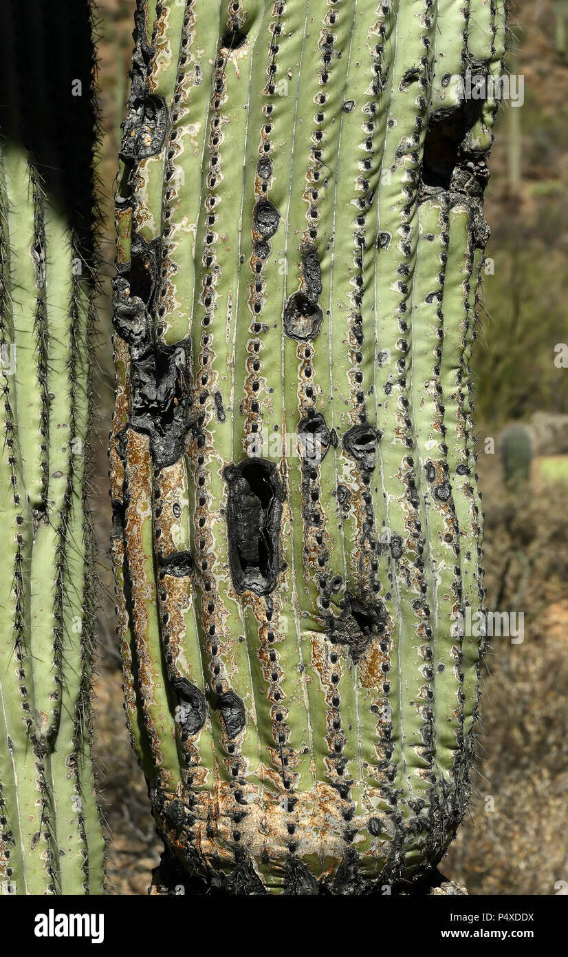 Vecchio cactus Saguaro tronco con danni alla sua superficie in Arizona Deserto Sonoran Foto Stock