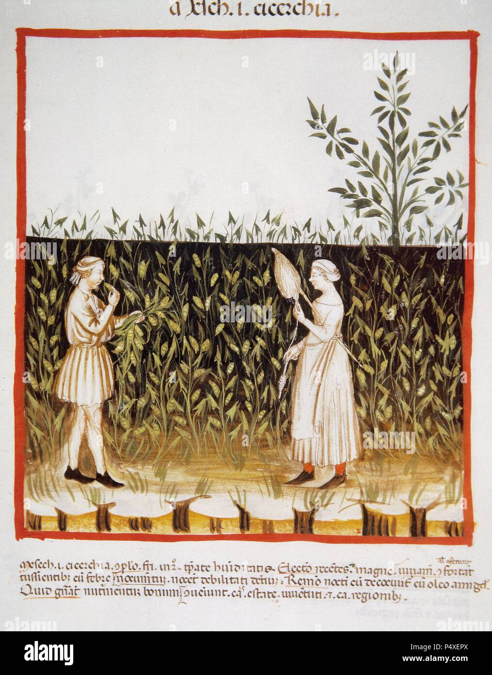 Tacuinum Sanitatis. Salute medievale Handbook, datata prima del 1400, sulla base di osservazioni di ordine medico che dettaglia gli aspetti più importanti di prodotti alimentari, bevande e abbigliamento. Gli agricoltori in una piantagione di veccia. Miniatura. Folio 50r. Foto Stock