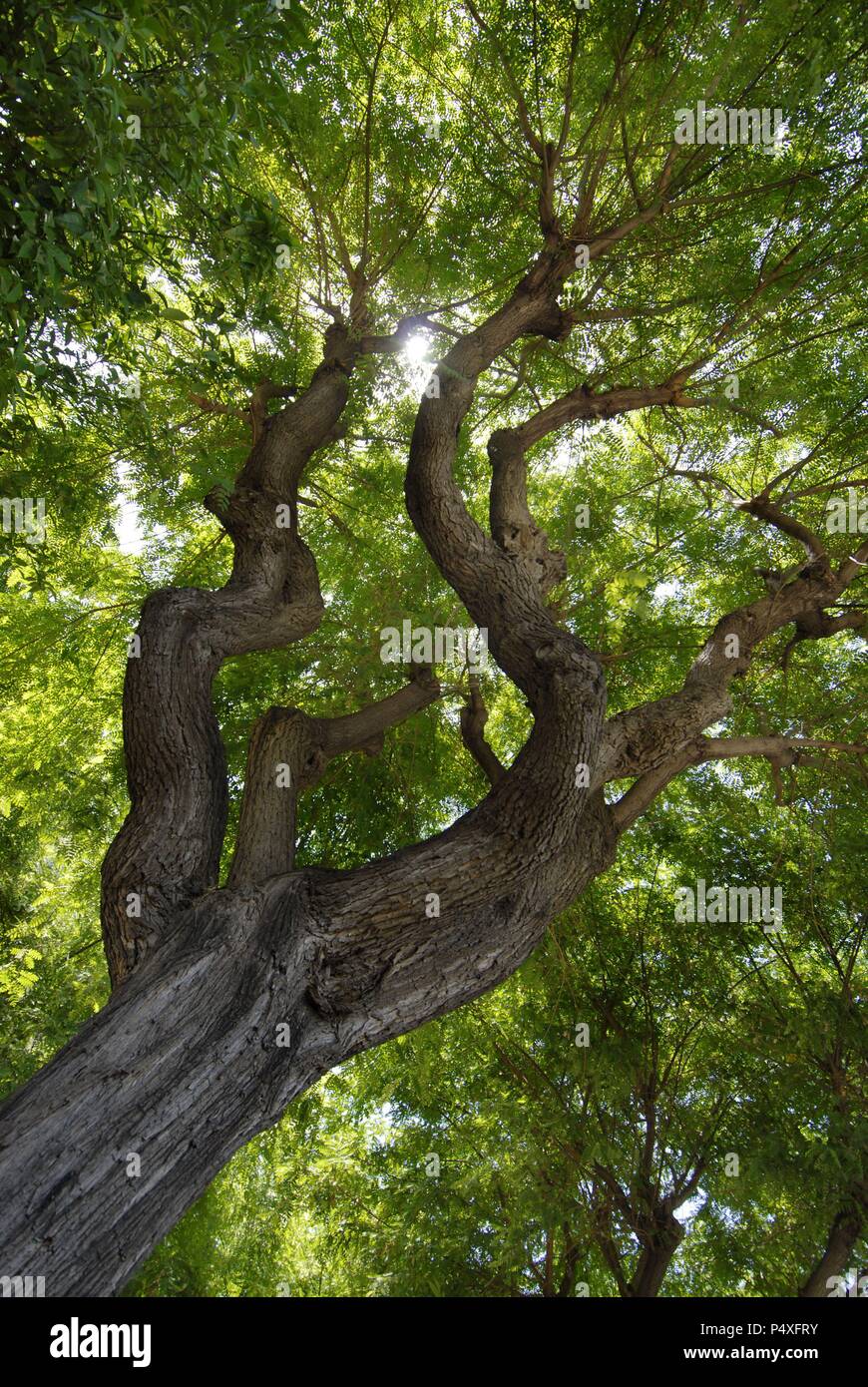 Arbol en el Bosque con rayo de sol a contraluz. Foto Stock