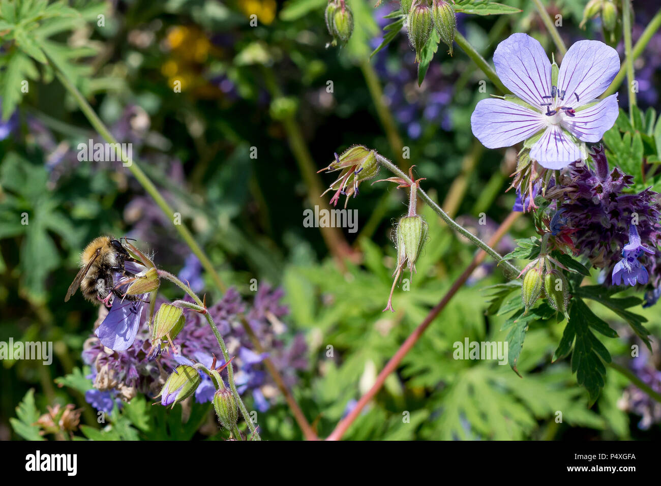 Il miele delle api alimentare sul polline da viola a cinque petali di fiori nel parco. Foto Stock