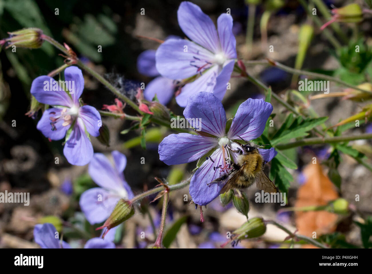 Il miele delle api alimentare sul polline da viola a cinque petali di fiori nel parco. Foto Stock
