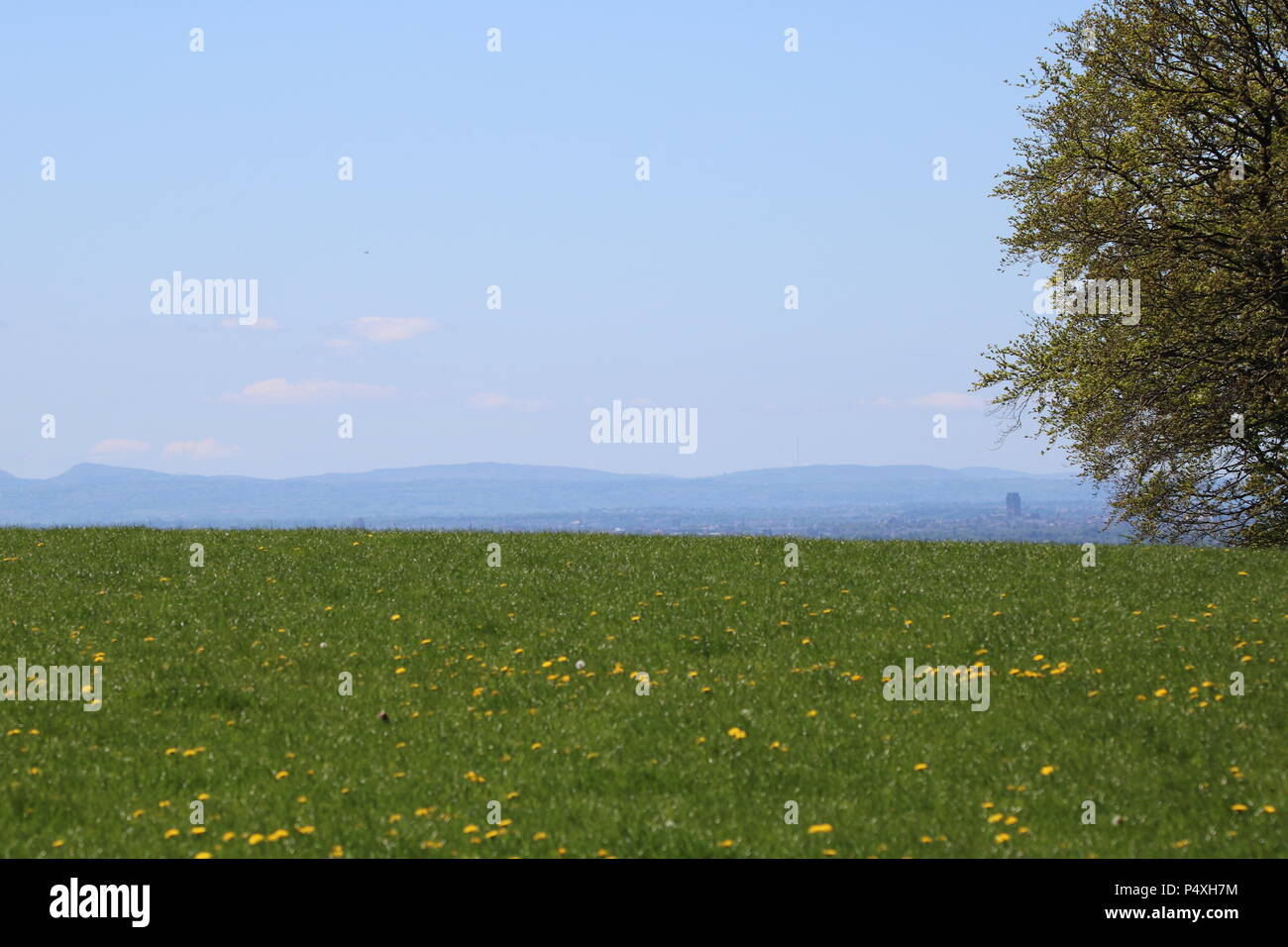 Campo con renoncules (Ranunculus), Nord Ovest Inghilterra, Regno Unito Foto Stock