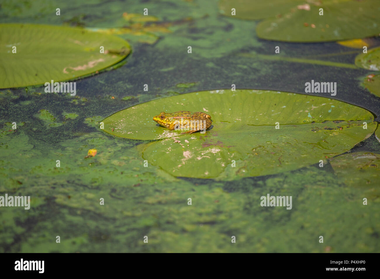 Comune dell'Europa Pelophylax ridibundus, marsh rana seduta sulla foglia verde Foto Stock
