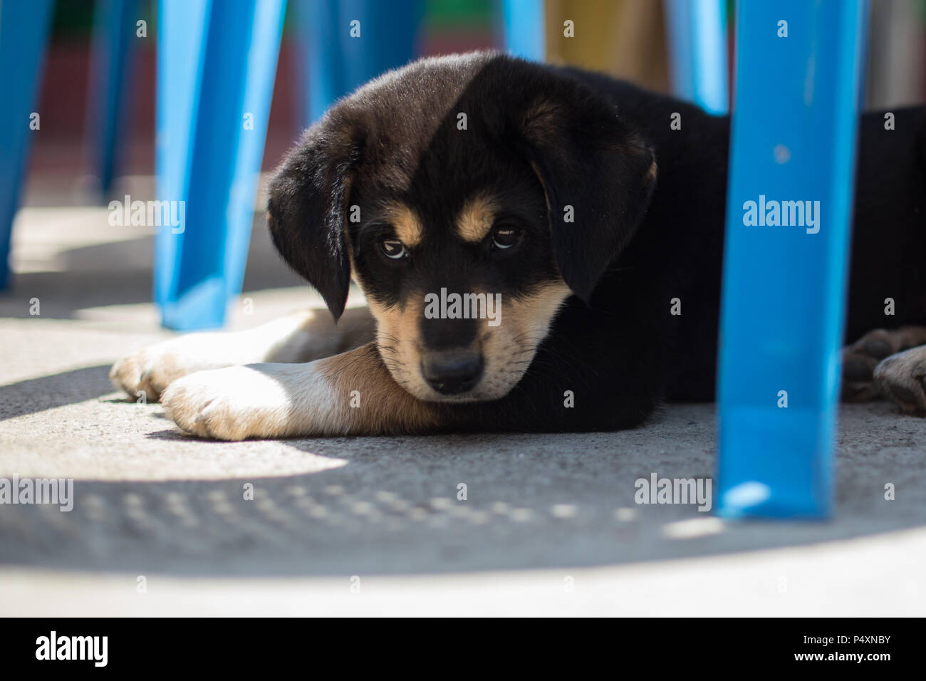 Il Mastino tibetano cucciolo riparo dal sole Foto Stock