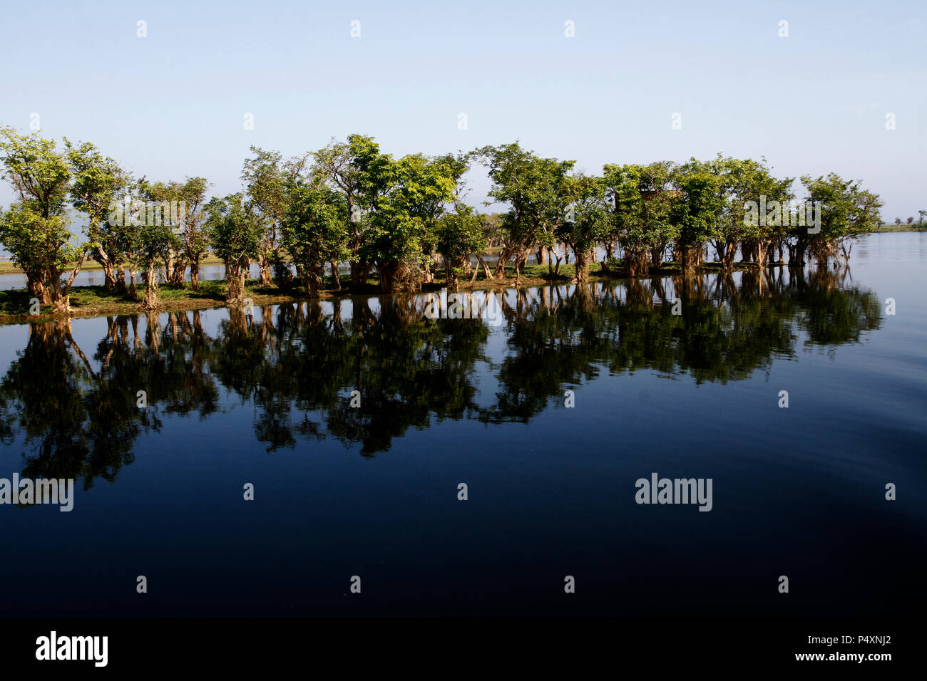 Tanguar Haor è la più grande zona umida in Bangladesh. Esso si trova nel Dharmapasha e Tahirpur upazilas del distretto Sunamganj in Bangladesh. La zona umida conosciuta come madre prodotti della pesca per il paese. Non solo il pesce, è anche un luogo importante per diverse specie vegetali sopra e sotto l'acqua. Durante il viaggio in barca si può godere di milioni di piante galleggianti sotto acqua e molti alberi, quelli sono parzialmente sotto l'acqua. In inverno questo posto è un paradiso per la valutazione degli uccelli. Foto Stock