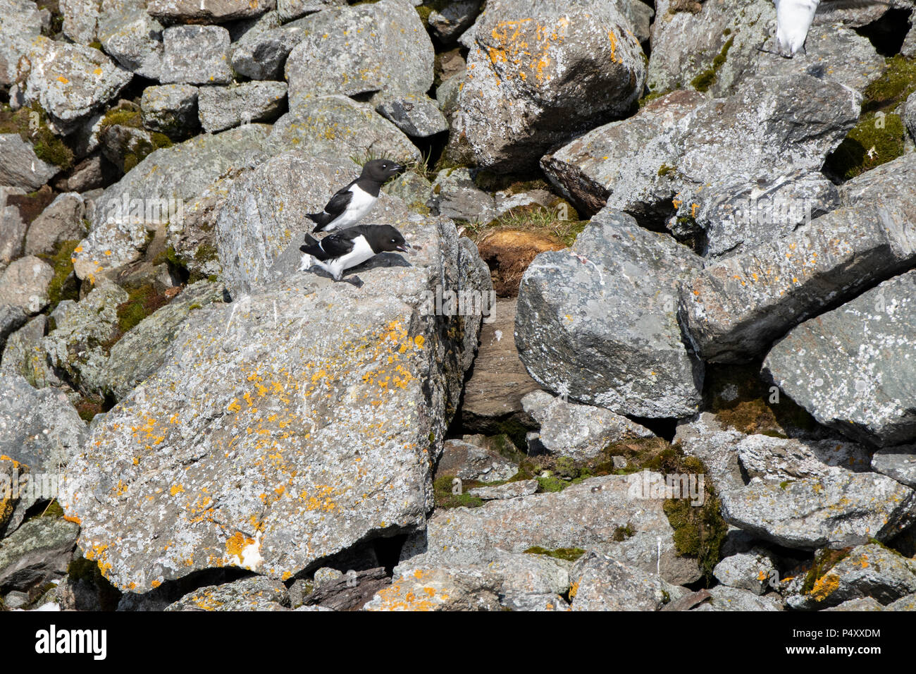 Norvegia Isole Svalbard, Spitsbergen, Isbjornhamna. Little auk (Alle Alle) sito di nidificazione in Ghiaioni rocciosi hillside. Foto Stock