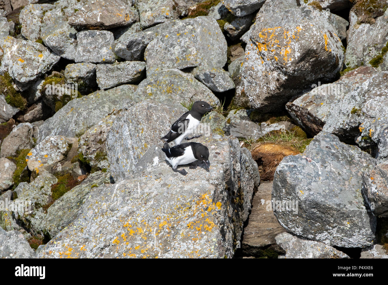 Norvegia Isole Svalbard, Spitsbergen, Isbjornhamna. Little auk (Alle Alle) sito di nidificazione in Ghiaioni rocciosi hillside. Foto Stock