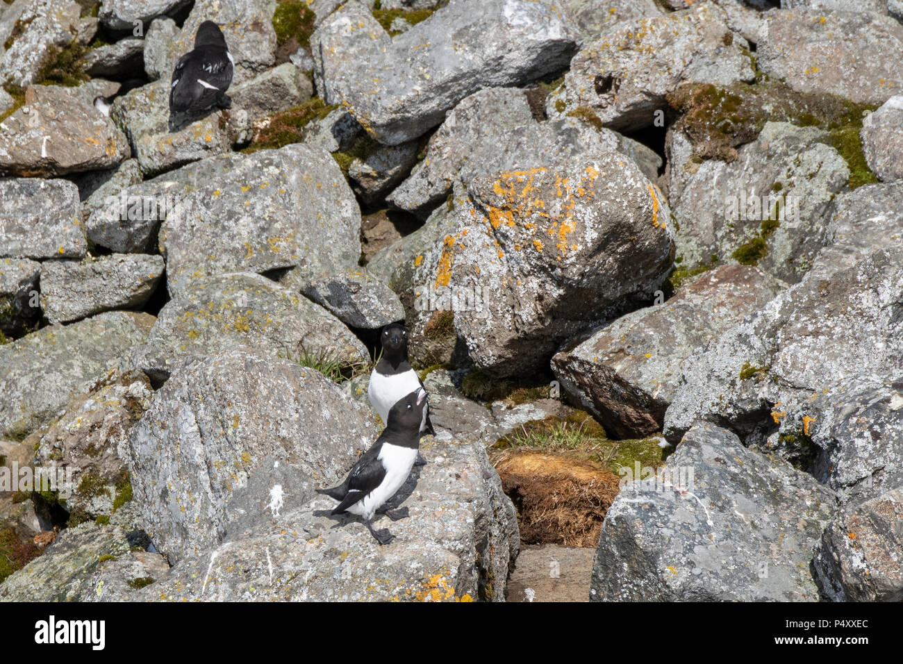 Norvegia Isole Svalbard, Spitsbergen, Isbjornhamna. Little auk (Alle Alle) sito di nidificazione in Ghiaioni rocciosi hillside. Foto Stock