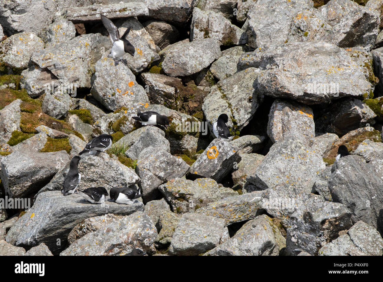 Norvegia Isole Svalbard, Spitsbergen, Isbjornhamna. Little auk (Alle Alle) sito di nidificazione in Ghiaioni rocciosi hillside. Foto Stock