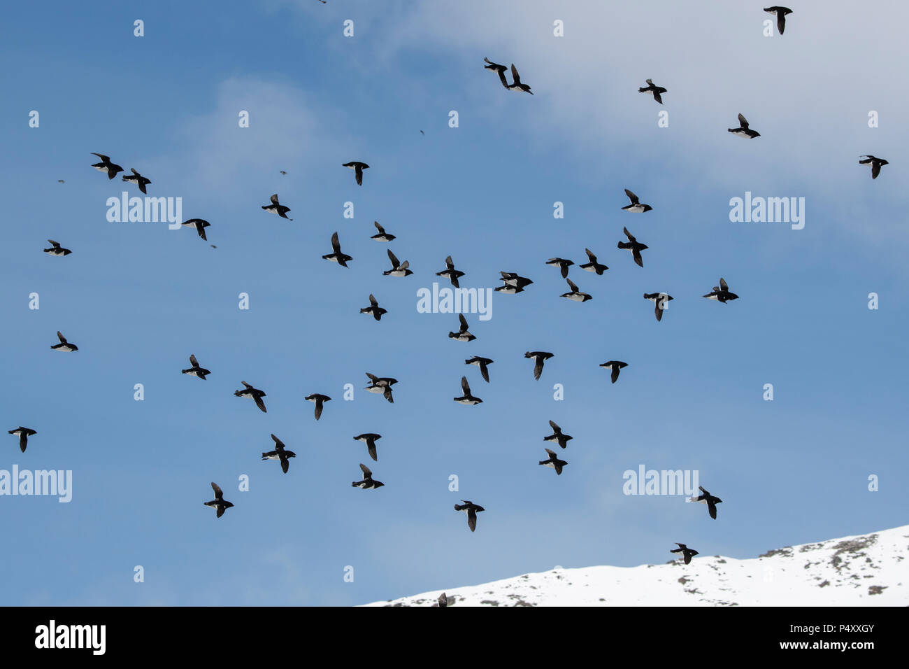 Norvegia Isole Svalbard, Spitsbergen, Isbjornhamna. Poco auks (Alle alle) volare su importanti siti di nidificazione. Foto Stock