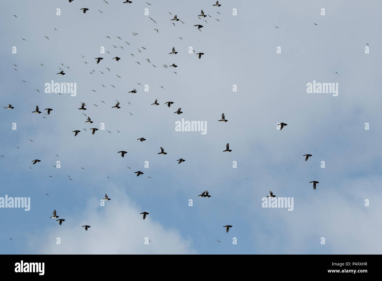 Norvegia Isole Svalbard, Spitsbergen, Isbjornhamna. Poco auks (Alle alle) volare su importanti siti di nidificazione. Foto Stock