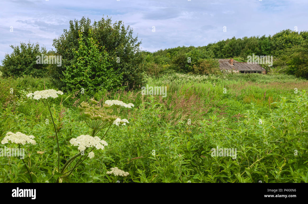 Abbandonata la stalla circondata da vegetazione sovradimensionate e fiancheggiato da alberi in estate il fogliame, Beverley, Yorkshire, Regno Unito. Foto Stock