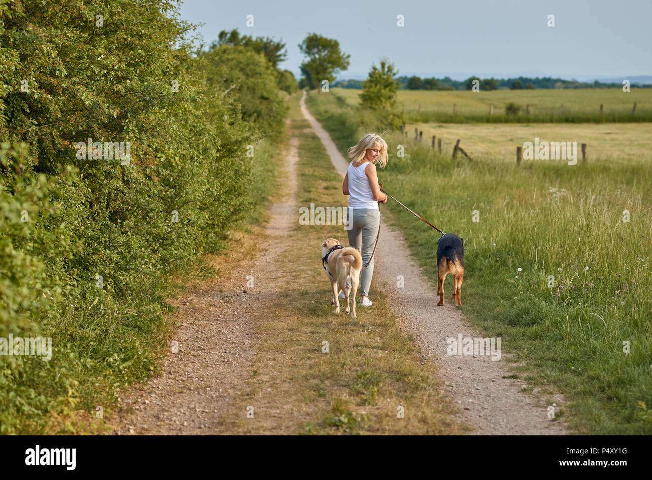 Giovane donna bionda a piedi dalla fotocamera con i suoi due cani lungo una fattoria via attraverso campi agricoli girando per guardare un cane Foto Stock