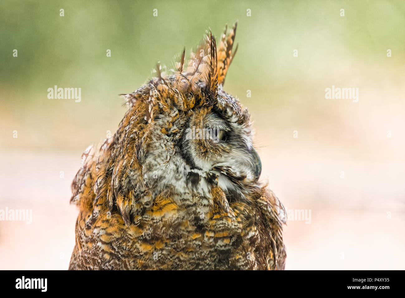 Un coy sintesi da un grande gufo cornuto (Bubo virginianus), rivelando le creste di tiger-arancione e il piumaggio nero sulla sua testa. Foto Stock