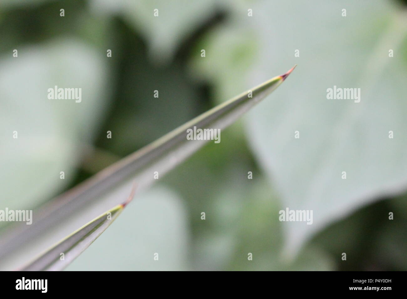 Close up foto da un albero di palma lasciare in un cortile di casa giardino nella stagione primaverile. Foto Stock