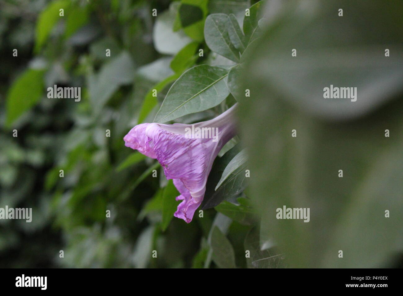 Ipomoea Ivy in giardino Foto Stock