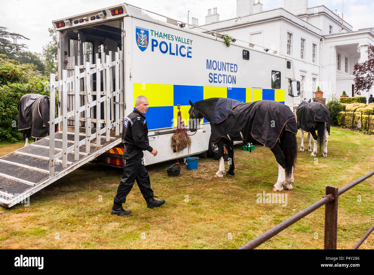 La polizia cavalli a riposo di mangiare da una polizia sezione montato su un veicolo di trasporto. Foto Stock