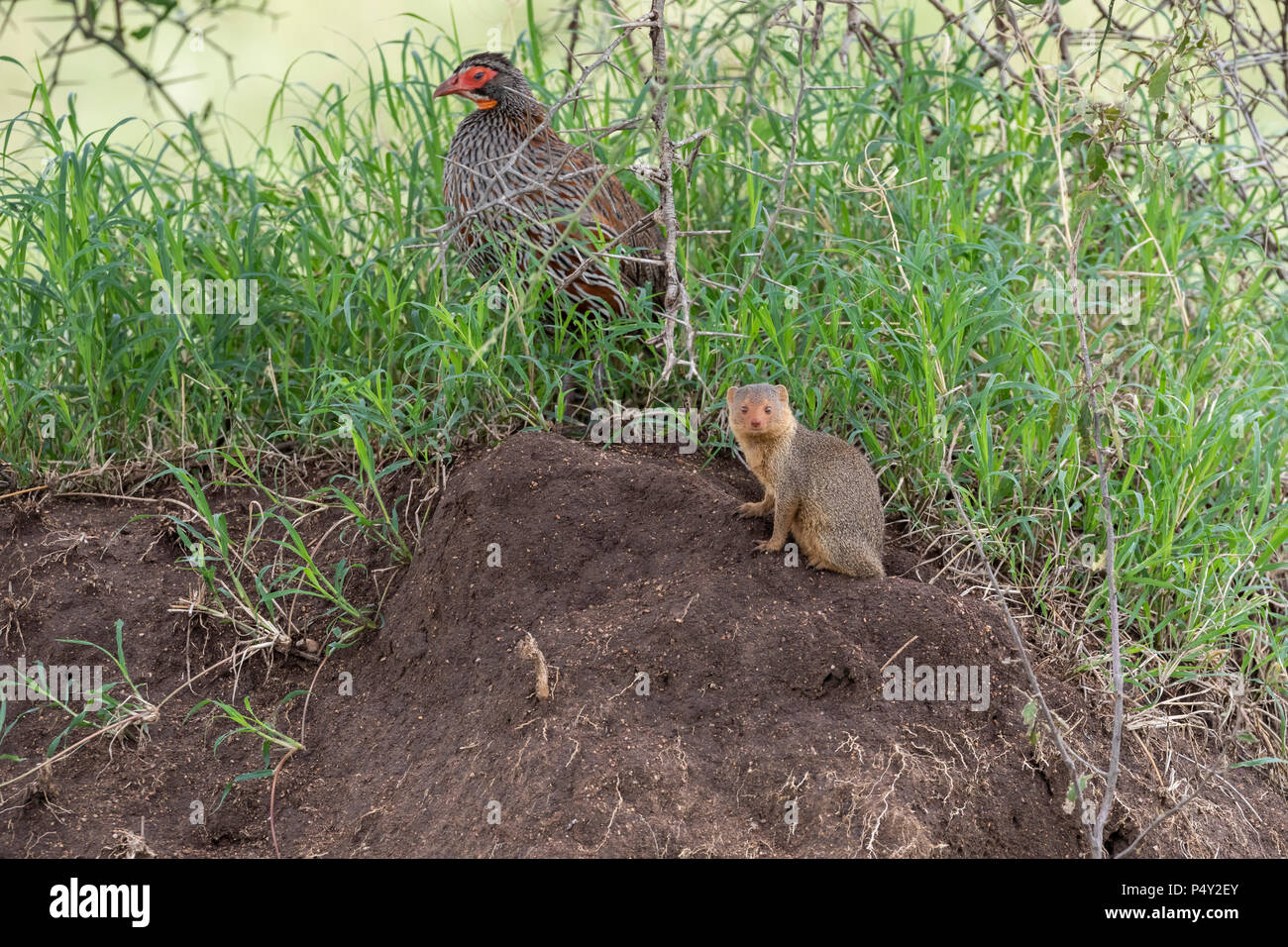 La Mangusta nana (Helogale parvula) e grigio-breasted Spurfowl su un tumulo termite nel Parco Nazionale del Serengeti, Tanzania Foto Stock