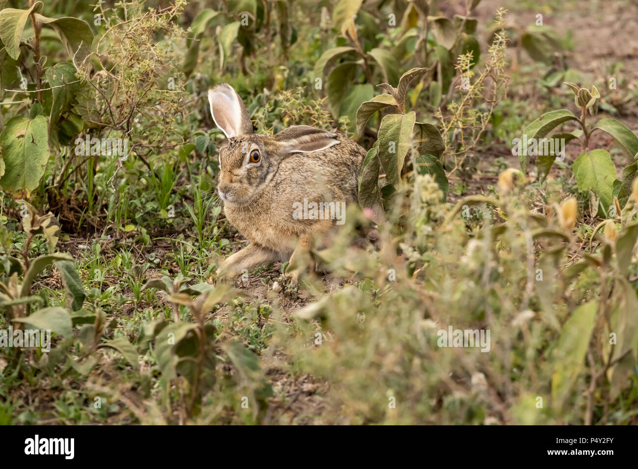 Capo lepre (Lepus capensis) nascondere sulla savana nel Parco Nazionale del Serengeti, Tanzania Foto Stock