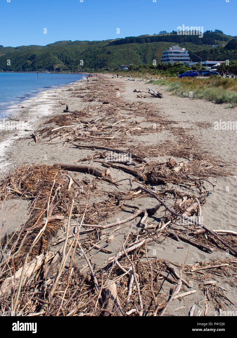 Driftwood lavato fino sulla spiaggia Petone Foto Stock