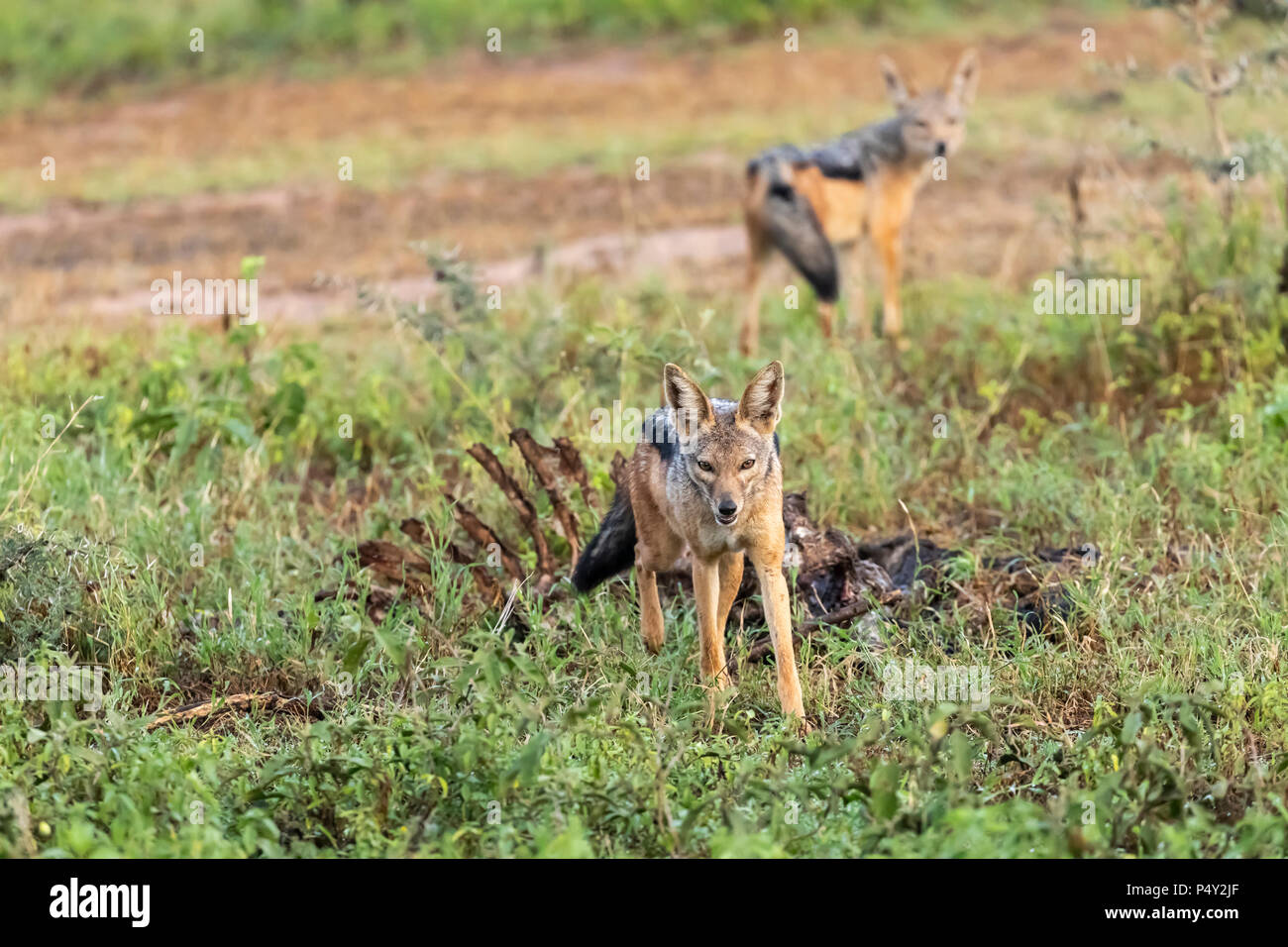 Nero-backed Jackal (Canis mesomelas) proteggere un carcus nel Parco Nazionale del Serengeti, Tanzania Foto Stock