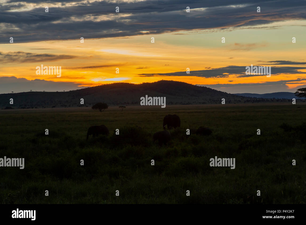 Elefante africano (Loxodonta africana) allevamento al tramonto nel Parco Nazionale del Serengeti, Tanzania Foto Stock