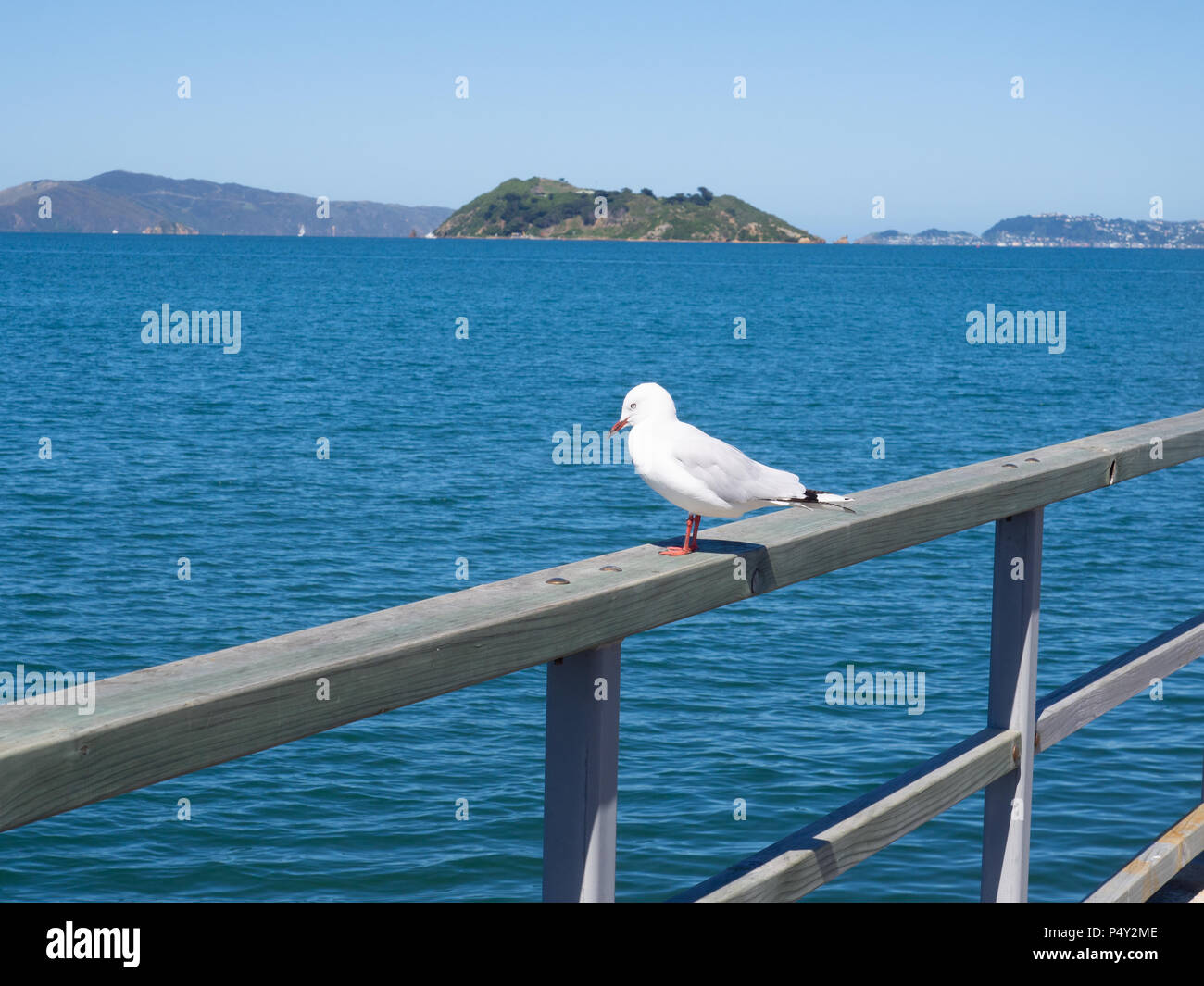 Un gabbiano sulla ringhiera affacciato sul porto di Wellington Foto Stock