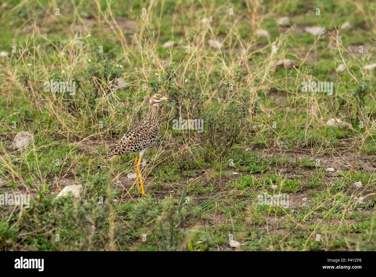 Avvistato thick-ginocchio (Burhinus capensis) camminando sulla savana nel Parco Nazionale del Serengeti, Tanzania Foto Stock