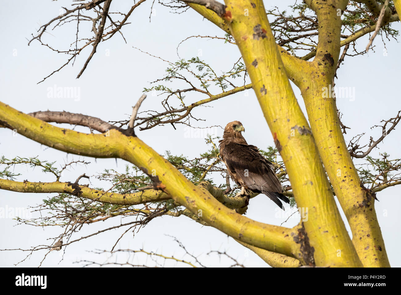 Immaturo (Bateleur Terathopius ecaudatus) appollaiato in un albero nel Parco Nazionale del Serengeti, Tanzania Foto Stock