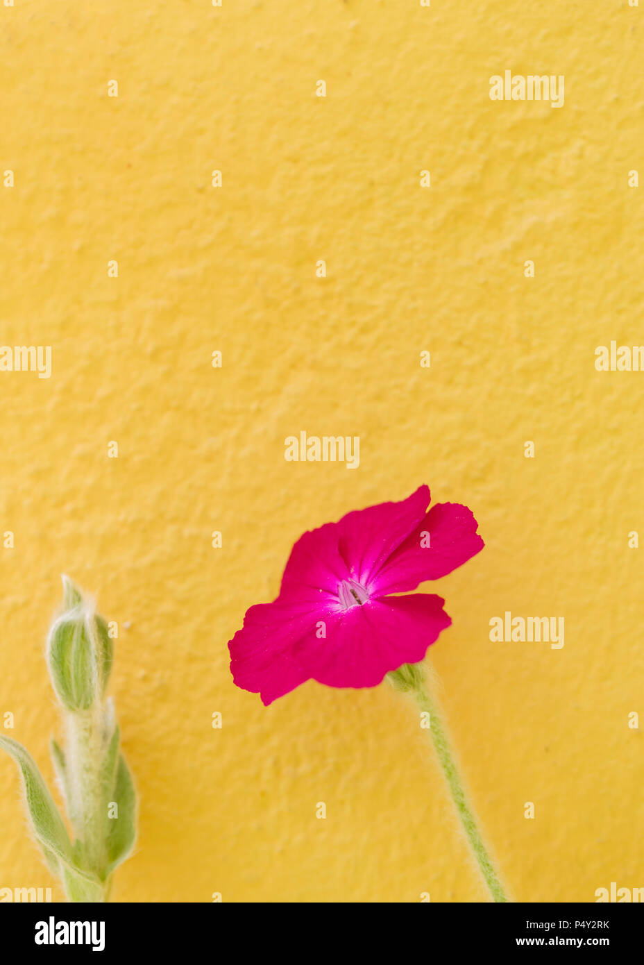 Uno viola fiore rosa su giallo Colore parete, agrostemma githago in vaso Foto Stock