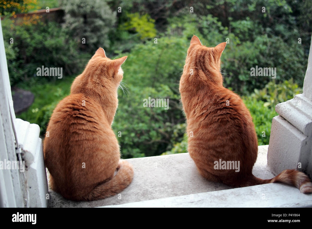Due lo zenzero moggy tabby gatti guardando i giardini in London REGNO UNITO Foto Stock