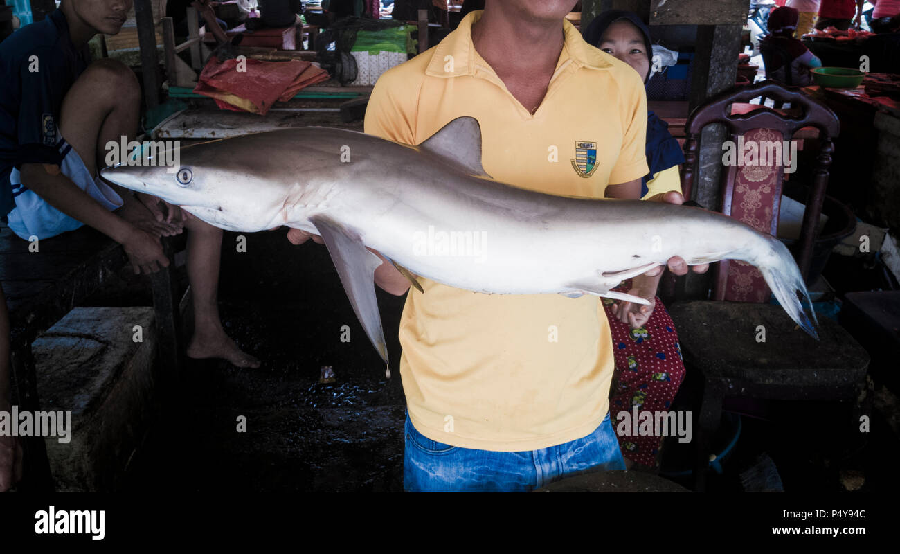 L'uomo azienda giovane shark al mercato del pesce Foto Stock