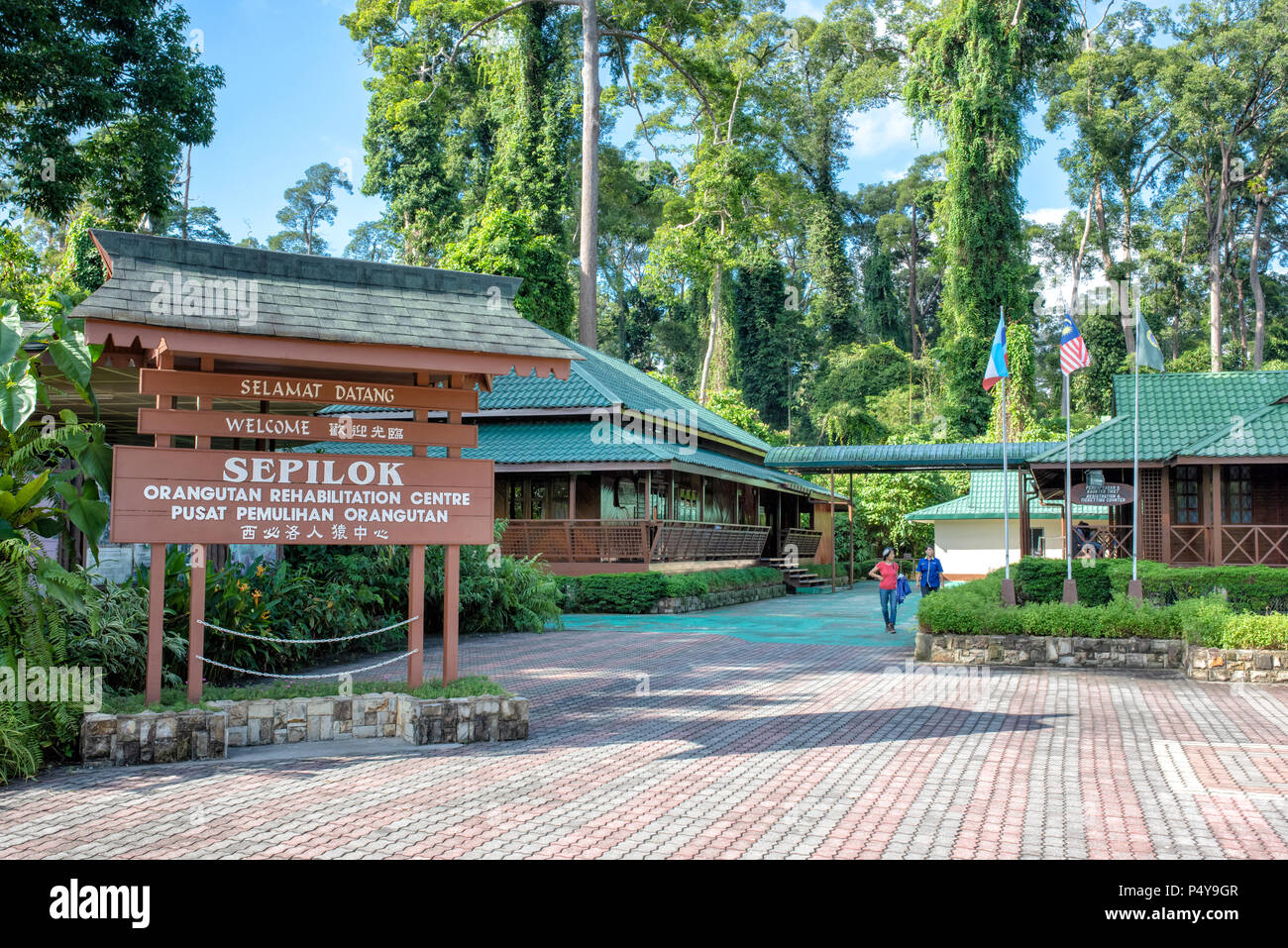 Sepilok Orangutan Centro di riabilitazione in Sandakan, Borneo Malaysia Foto Stock