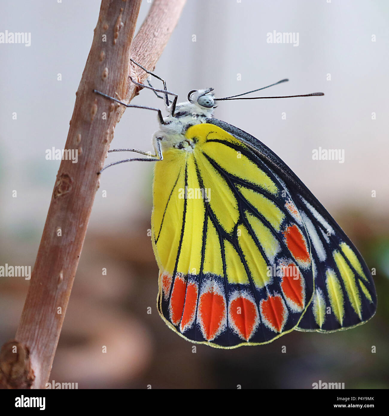 Gezabele comune butterfly in attesa di diffondere le sue ali Foto Stock