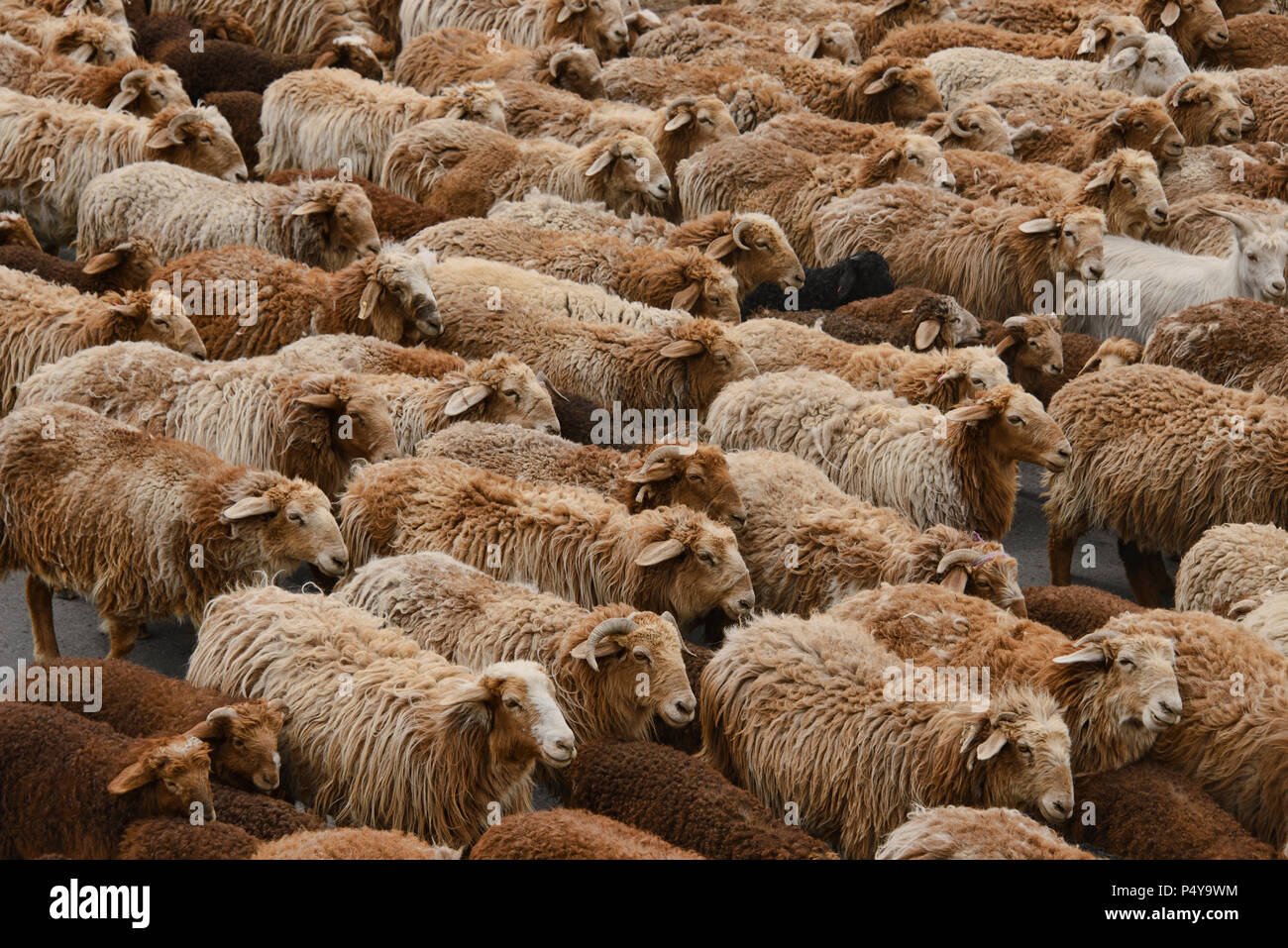 Pecore a Keketuohai, Xinjiang, Cina Foto Stock