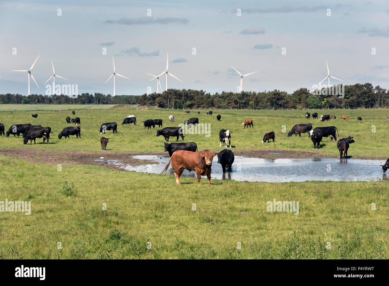 Bovini, compresi bull, pascolo a Druridge Bay, Northumberland, Regno Unito, con centrali eoliche all'orizzonte Foto Stock