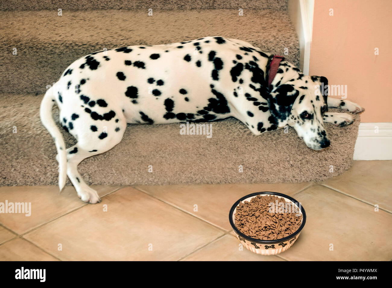 Triste Pet cane dalmata rifiuta di mangiare cibo messo di fronte a lei, signor © Myrleen Pearson. Ferguson Cate Foto Stock