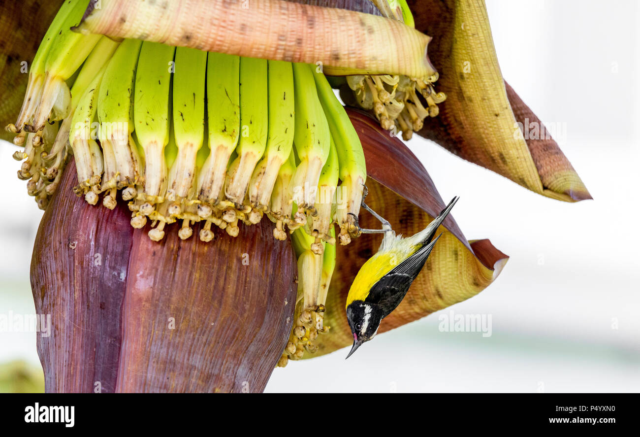 Bananaquit bird (Coereba flaveola) sulla banana tree, dove essi si trovano spesso, sull isola tropicale di Antigua Barbuda Foto Stock