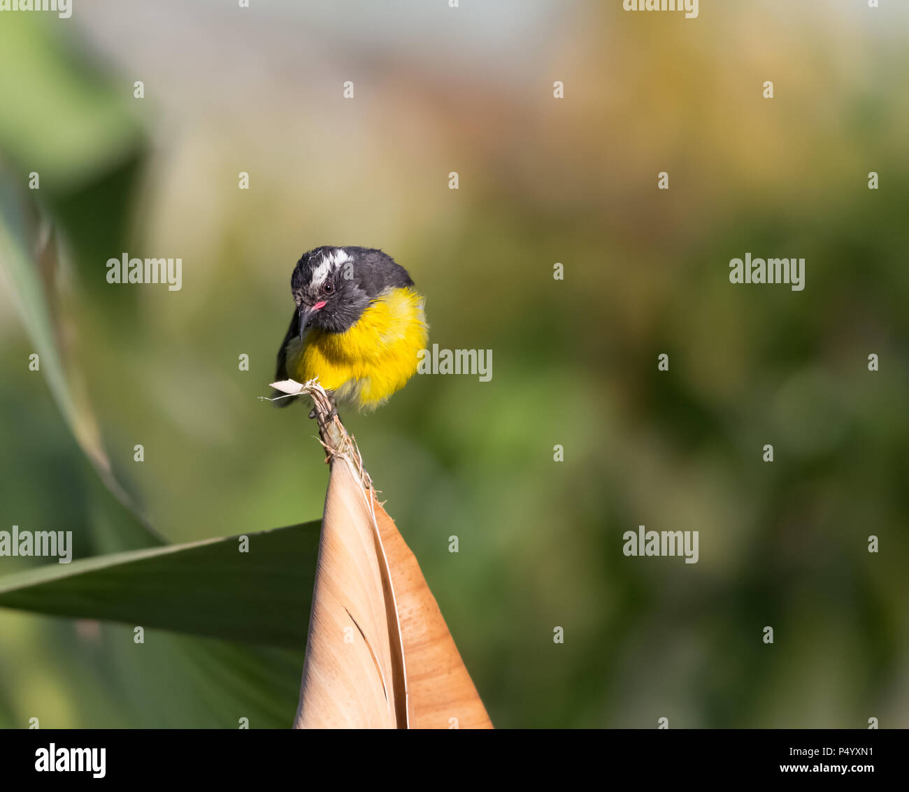 Bananaquit bird (Coereba flaveola) sull isola tropicale di Antigua Barbuda Foto Stock