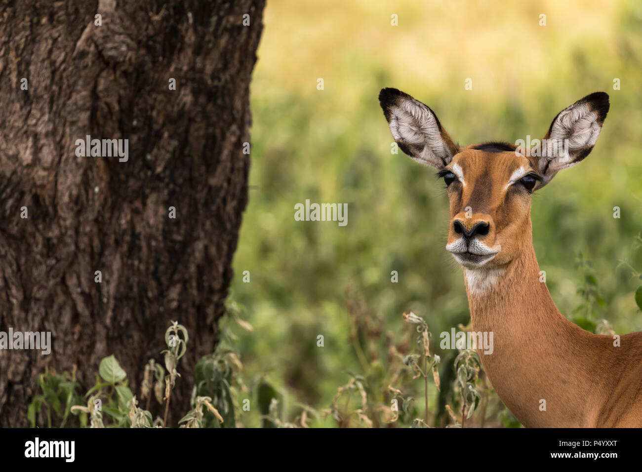 Impala (Aepyceros melampus) ritratto femminile nel Parco Nazionale di Tarangire e, Tanzania Foto Stock