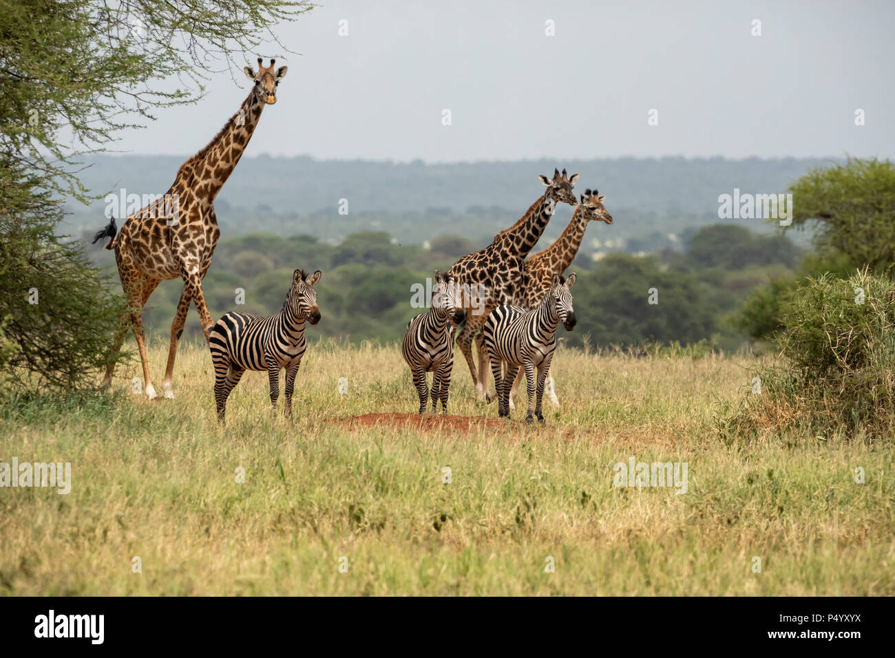 Masai Giraffe (Giraffa camelopardalis tippelskirchi) e comuni Zebra (Equus burchellii) avvicina un waterhole nel Parco Nazionale di Tarangire e, Tanzania Foto Stock